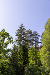 rural area with different deciduous trees in a mixed forest