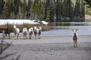 Wildlife, Forests, Mountains, and Landscapes in the northern USA