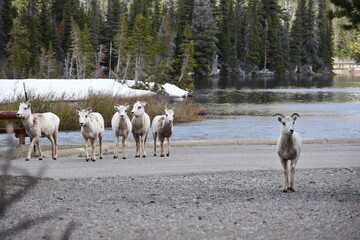 Wildlife, Forests, Mountains, and Landscapes in the northern USA