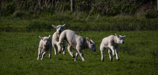 Obraz premium Sheep and their lambs in their fields , Anglesey