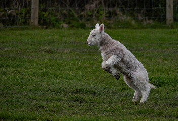 Obraz premium Sheep and their lambs in their fields , Anglesey