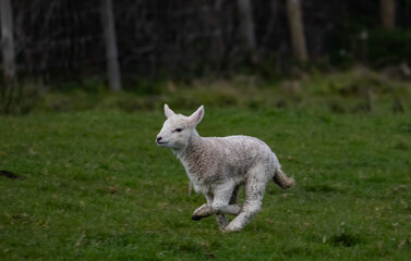 Sheep and their lambs in their fields , Anglesey