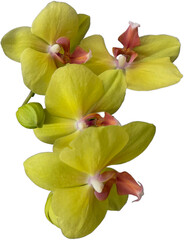 yellow green orchid isolated png