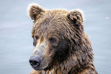Brown Bear Portrait