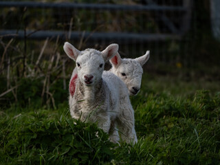 Obraz premium Sheep and their lambs in their fields , Anglesey