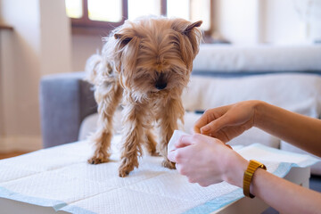An Unrecognized Woman Wiping His Yorkshire Terrier's Pet Paws With Moistened Wipes. Cleaning And...