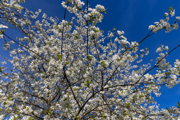 cherry blossoms in the orchard