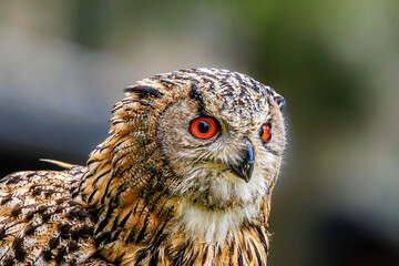 Owl portrait