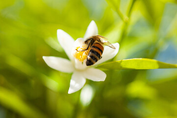 Honey bee collecting pollen with visible spindle hair at white tangerine tree blossom flower.