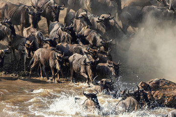 On the banks of the Mara River