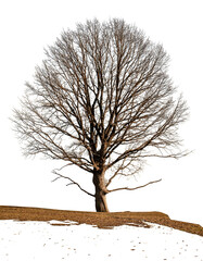 Bare tree without leaves in winter on a white background