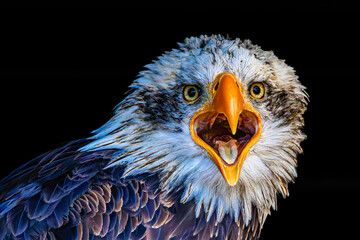 Portrait of a crying bald eagle - obrazy, fototapety, plakaty
