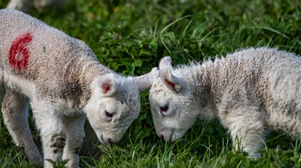 Obraz premium Sheep and their lambs in their fields , Anglesey