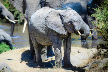 Little Elephant