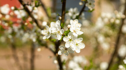 spring blooming, flowers on trees, natural beauty, background and place for text