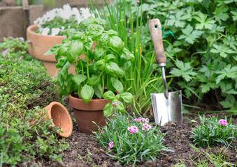 basil in flowerpot growing in a garven among flowers and a shovel - 782264052