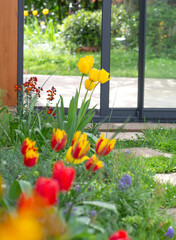 beautiful yellow and red tulips blooming in a garden in front of the bay windows of a veranda - 782264054