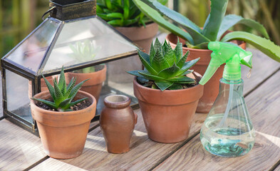 different suculent plants in flower pots with a mini greenhouse on wooden table - 782264070