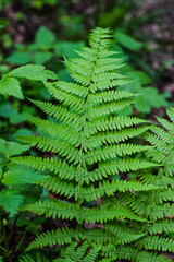 Fern Leaf