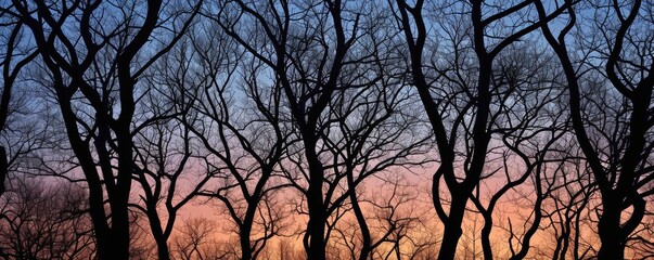 Silhouetted trees against twilight sky