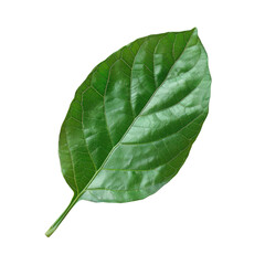 Obraz premium A close up of a green leaf on a Transparent Background