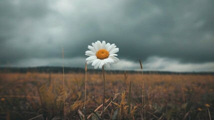 Solitary daisy in a field with overcast sky