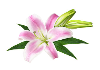 Pink lily flower and buds in a floral arrangement isolated on white or transparent background. Top view. - 782265421
