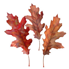 Fototapeta premium Two autumn leaves on Transparent Background