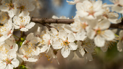 spring blooming, flowers on trees, natural beauty, background and place for text