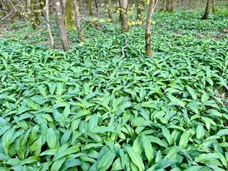 fresh wild garlic in the forest