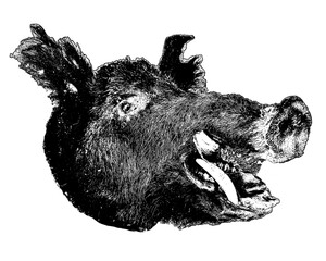 Embalbed wild pig head isolated graphic