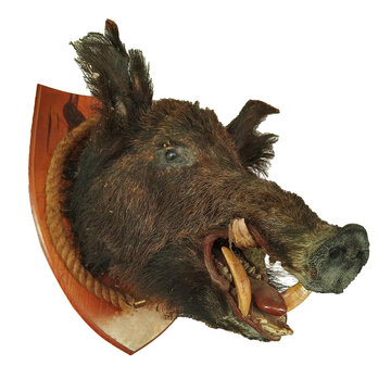 Embalbed wild pig head isolated photo