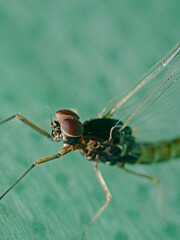 Mayfly Eyes Close-up, Augen der Eintagsfliege