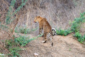 Indian leopard at a watering hole at Jhalana Reserve in Rajasthan India