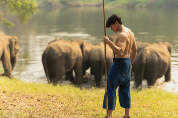 Handsome shirtless young Thai mahout holding spear weapon controlling Asian elephants in animal...
