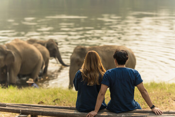 Back view couples in indigo clothing sitting and looking at group of elephants in animal...