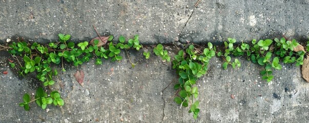 Green plants growing in a crack of concrete pavement - obrazy, fototapety, plakaty
