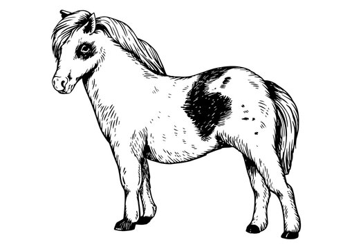 Pony small horse engraving PNG illustration. Scratch board style imitation. Black and white hand drawn image.