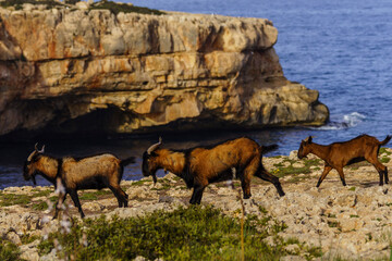 Majorcan goat, Cala Pilota, Manacor, Mallorca, Balearic Islands, Spain