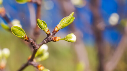 In spring, the first leaves and flowers appear on the trees