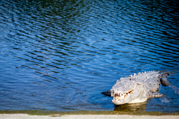 Saltwater crocodile sunning on the boat dock at the Flamingo Marina of the Everglades National Park