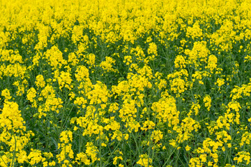 Obraz premium field of yellow flowers,Ripe rapeseed field, background with yellow rapeseed blossoms, rapeseed flower for oil