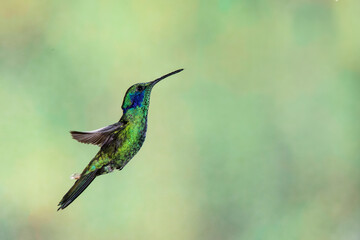 Fototapeta premium Beautiful green violetear hummingbird in flight against a blurred green background. (Sparkling Violetear)