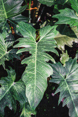 Philodendron Golden Dragon plant on nature background.
