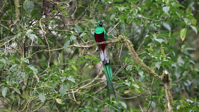 A resplendent quetzal in Costa Rica