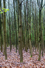 pine forest in autumn,Trees,Abstract forest landscape, lots of trees