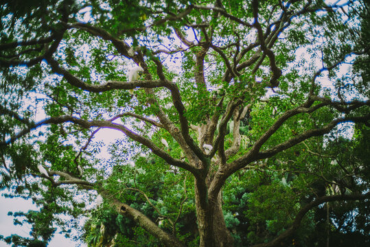 Sydney botanical garden cockatoo tree