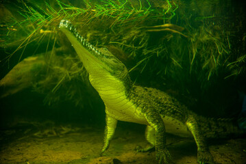 Crocodile in Taronga Zoo Sydney Australia