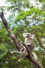 Naklejka na ściany i meble Taronga Zoo Koala Bear Australia Sydney 