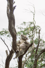 Taronga Zoo Koala Bear Australia Sydney
